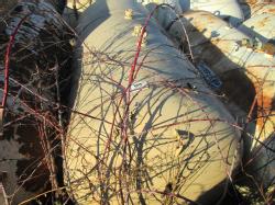 IMG_3298 (2)