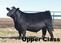 Lot 102-1 (Upper Class)