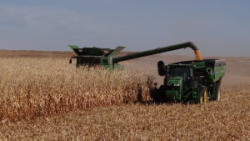 KMK148 (25)