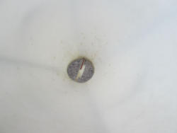 Item 036-05