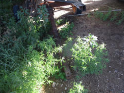 KMK578 (22)